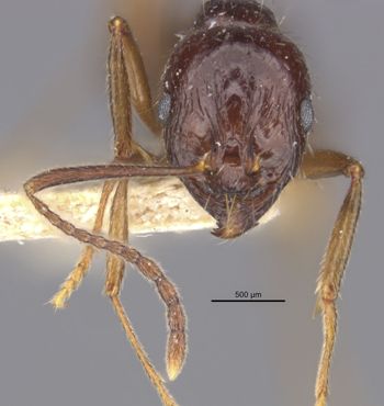 Media type: image;   Entomology 20606 Aspect: head frontal